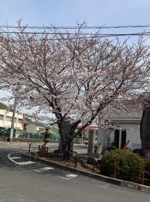 福泊バス停桜写真１