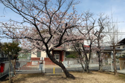 桜写真３