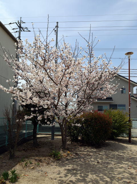 桜写真福泊公園