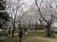  後楽園外苑の桜