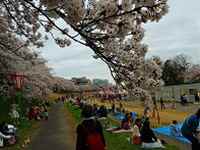  桜カーニバルの様子
