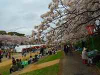 桜カーニバルの様子