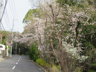 バス通りの桜並木