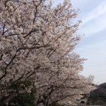 旭川河川敷の桜並木