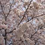 旭川河川敷の桜