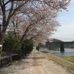 旭川河川敷の桜並木