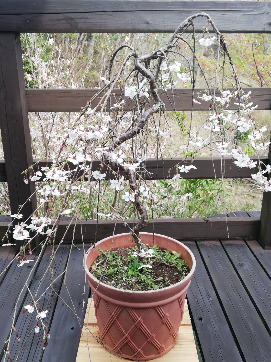 鉢植えの枝垂れ桜 | 半田山ハイツ町内会