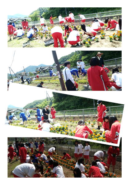 御津高校生徒 花の植付 母谷区自治会 Houdani Ku Residents Association