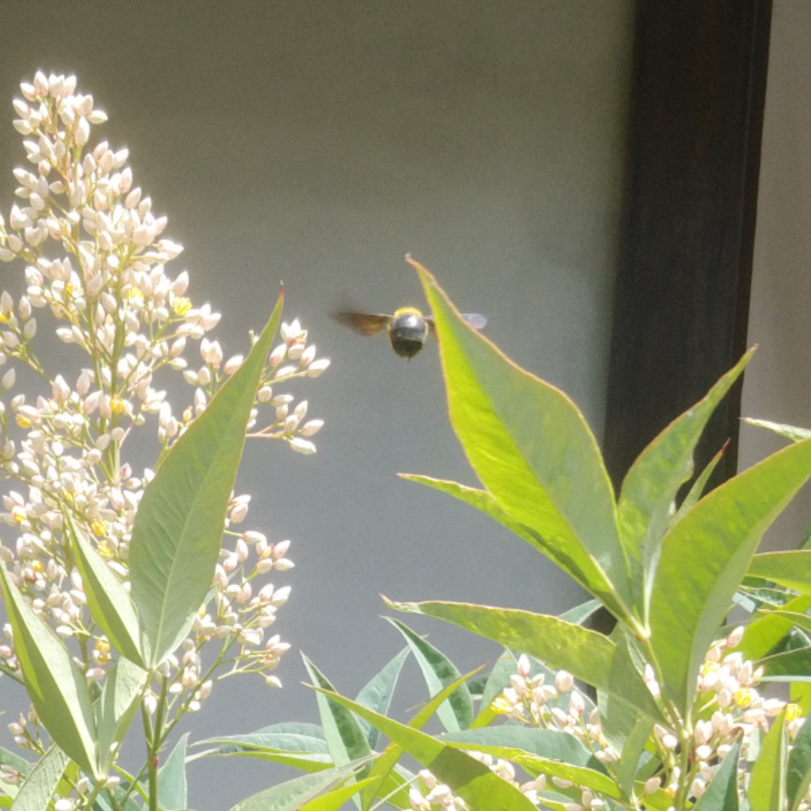 南天の花と熊蜂 | 母谷区自治会 HOUDANI-KU Residents' Association