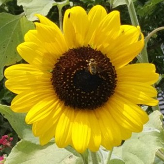 ひまわりとミツバチ | 母谷区自治会 HOUDANI-KU Residents' Association