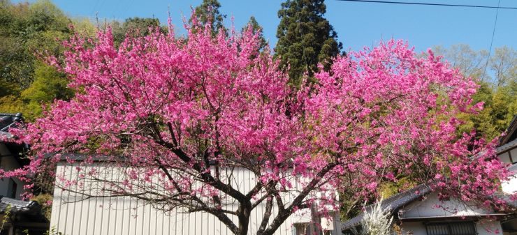菊桃」が満開です | 母谷区自治会 HOUDANI-KU Residents