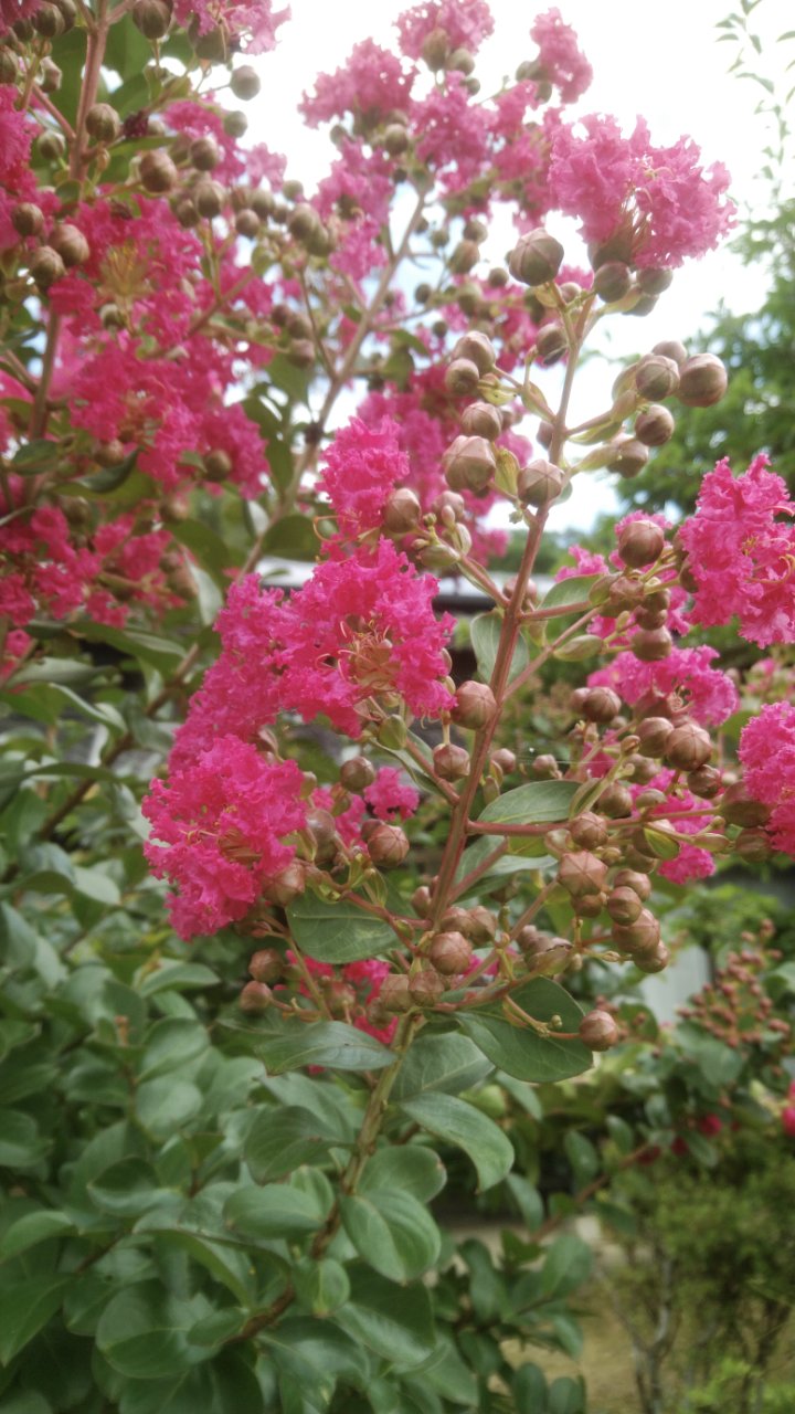 夏の花４ 百日紅と薔薇 母谷区自治会 Houdani Ku Residents Association