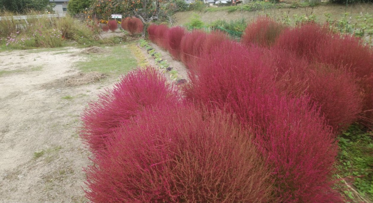 季節の花5 秋5 ホウキギ 母谷区自治会 Houdani Ku Residents Association