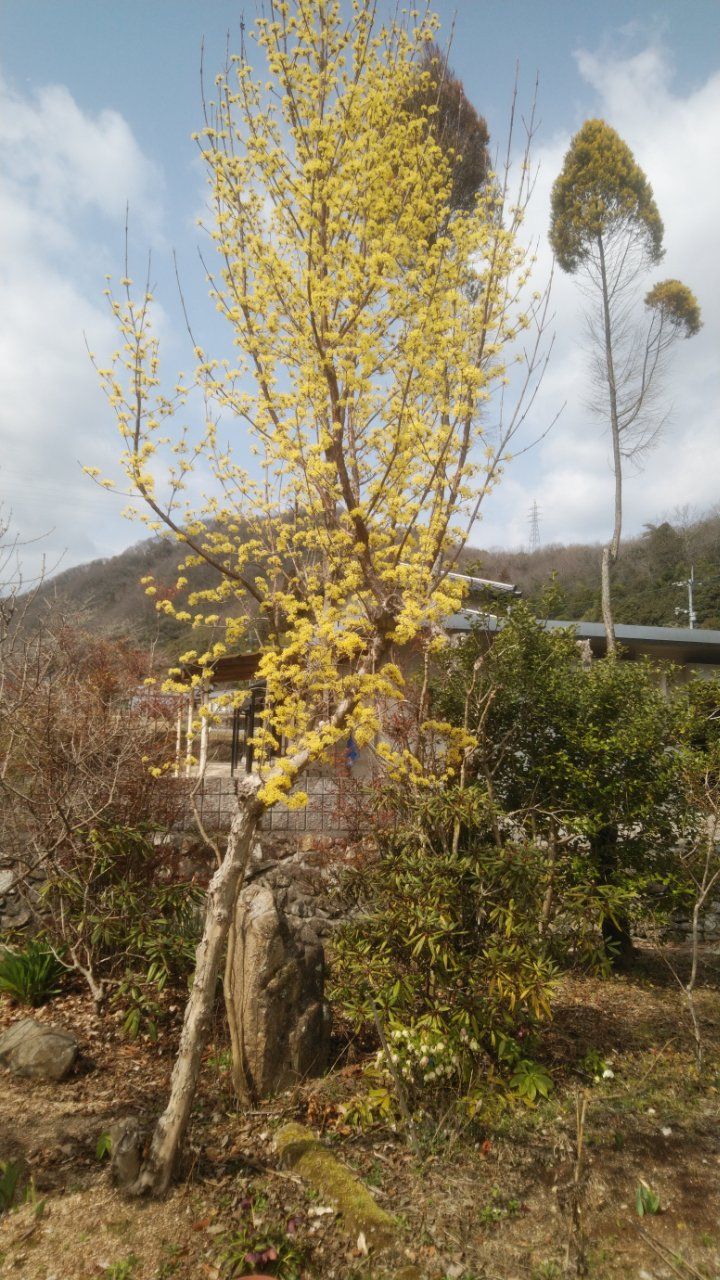 季節の花１５ 春２ サンシュユ 母谷区自治会 Houdani Ku Residents Association