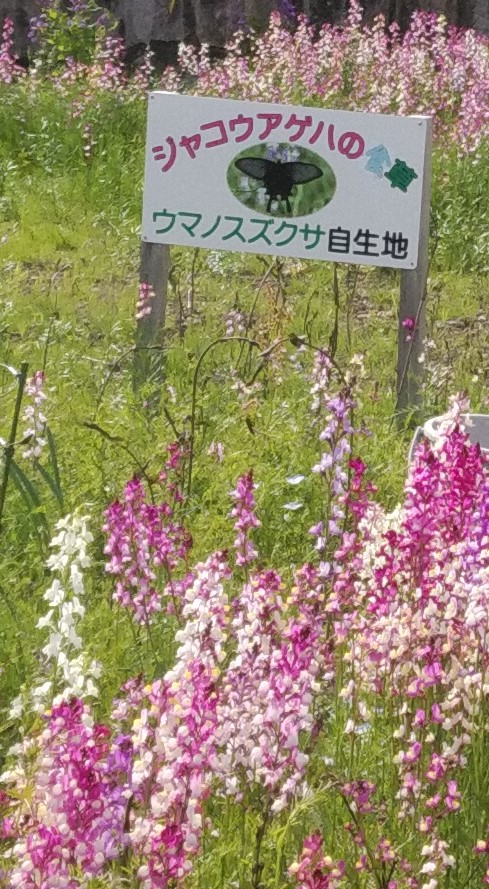 姫金魚草 リナリア の種は要りませんか 母谷区自治会 Houdani Ku Residents Association