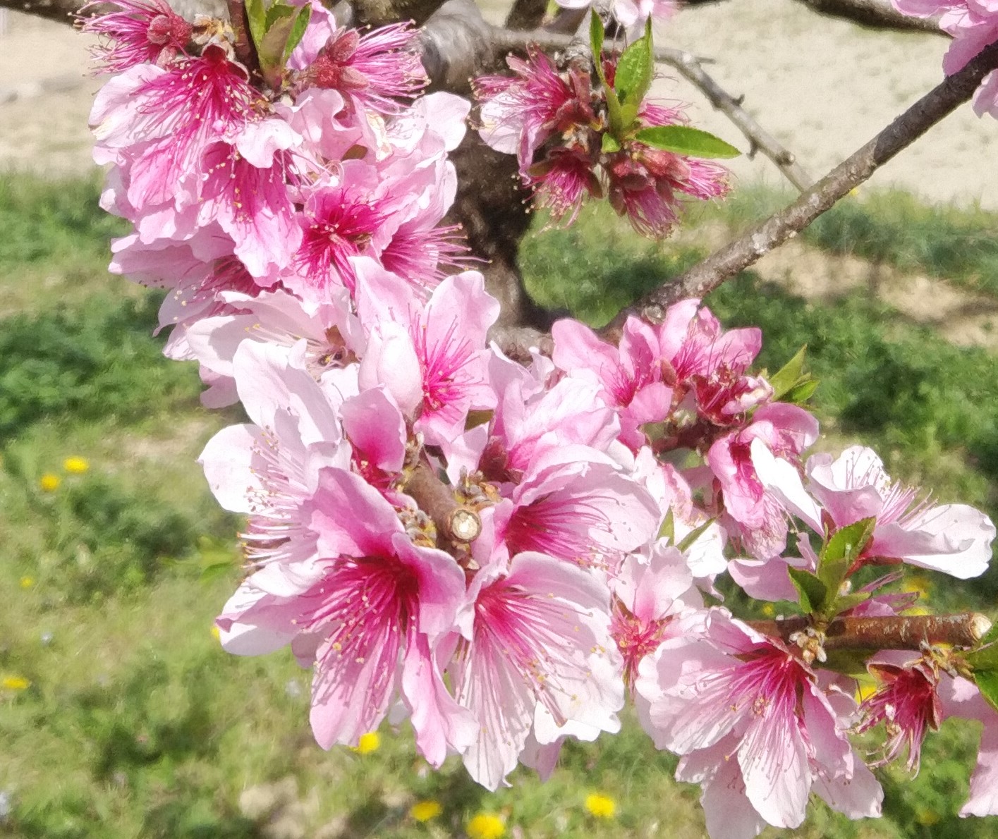 季節の花19（春6－桃） | 母谷区自治会 HOUDANI-KU Residents