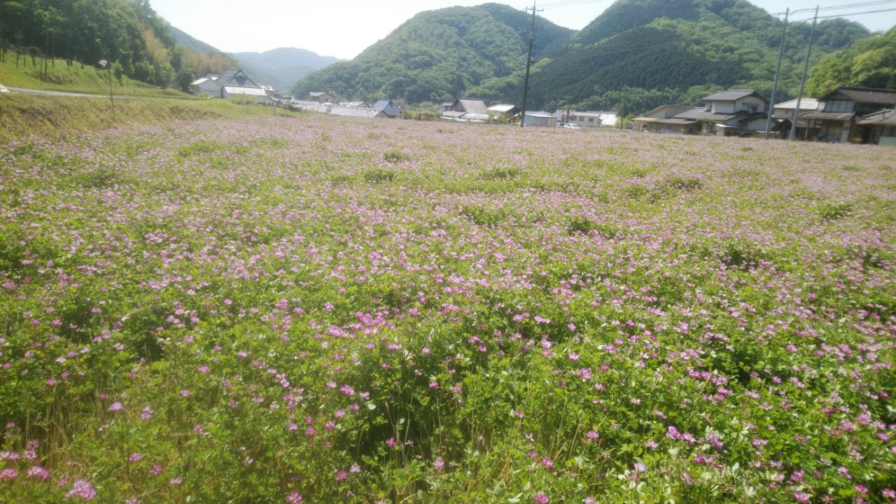 花と詩14 蓮華 母谷区自治会 Houdani Ku Residents Association