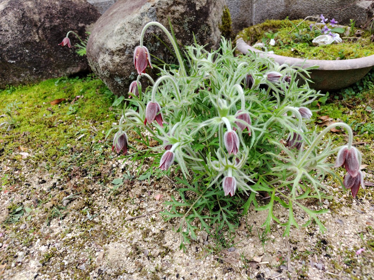 花と詩38（翁草） | 母谷区自治会 HOUDANI-KU Residents' Association