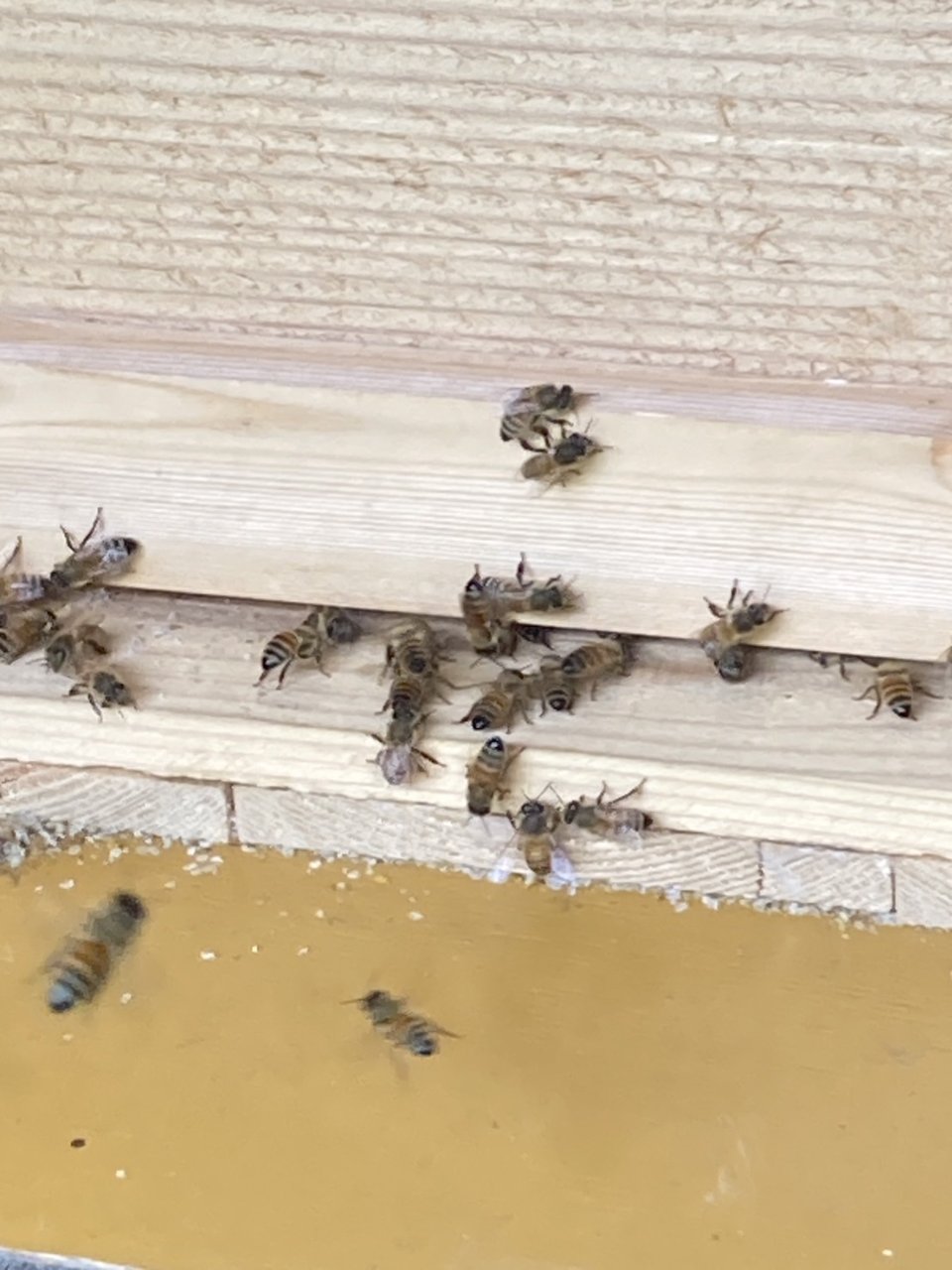 昆虫標本　ニホンミツバチ　巣盤　1番　2590g 昆虫標本 ニホンミツバチ 巣盤 1番 2590g