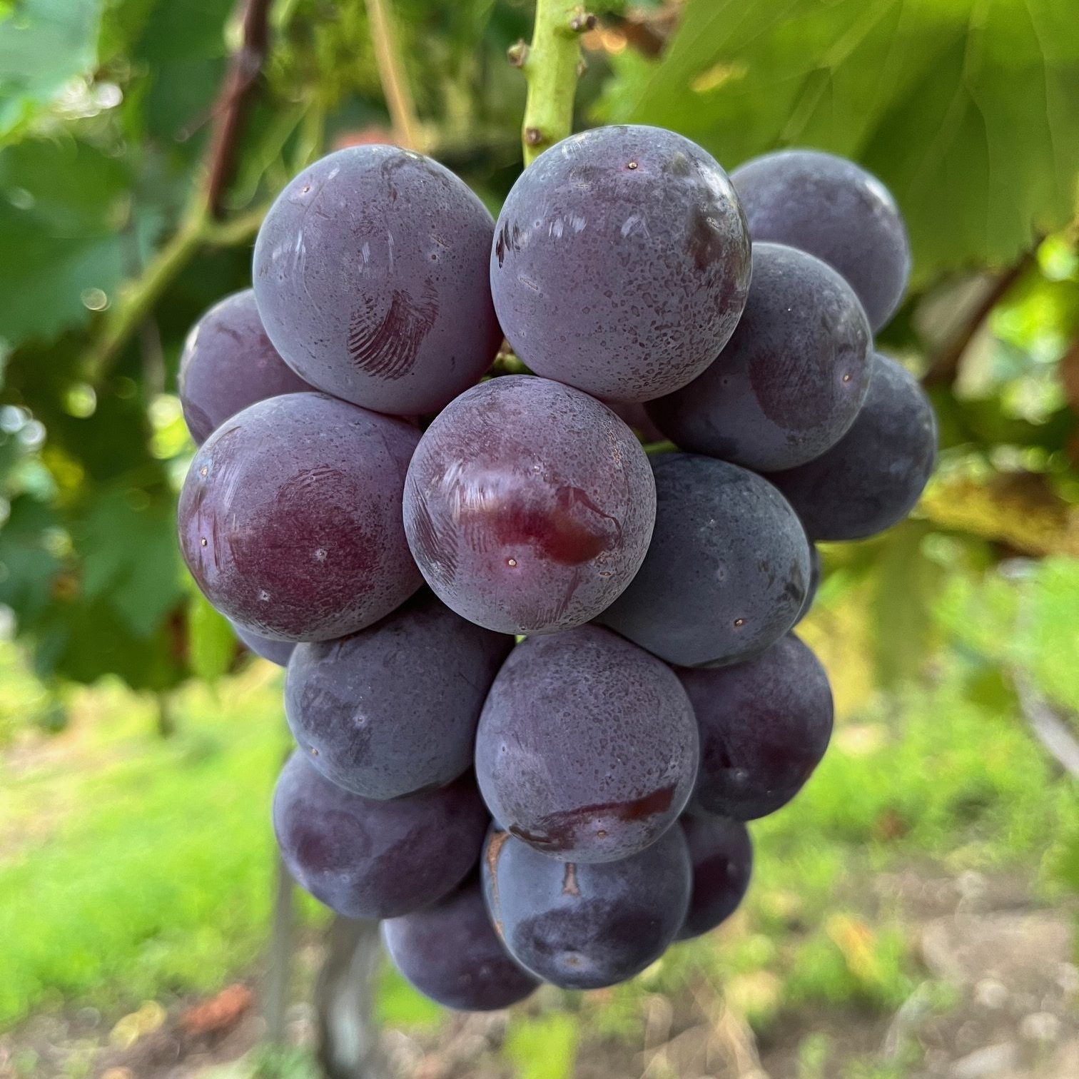 ぶどう樣 S image1-rotated-e1708565760806.jpeg