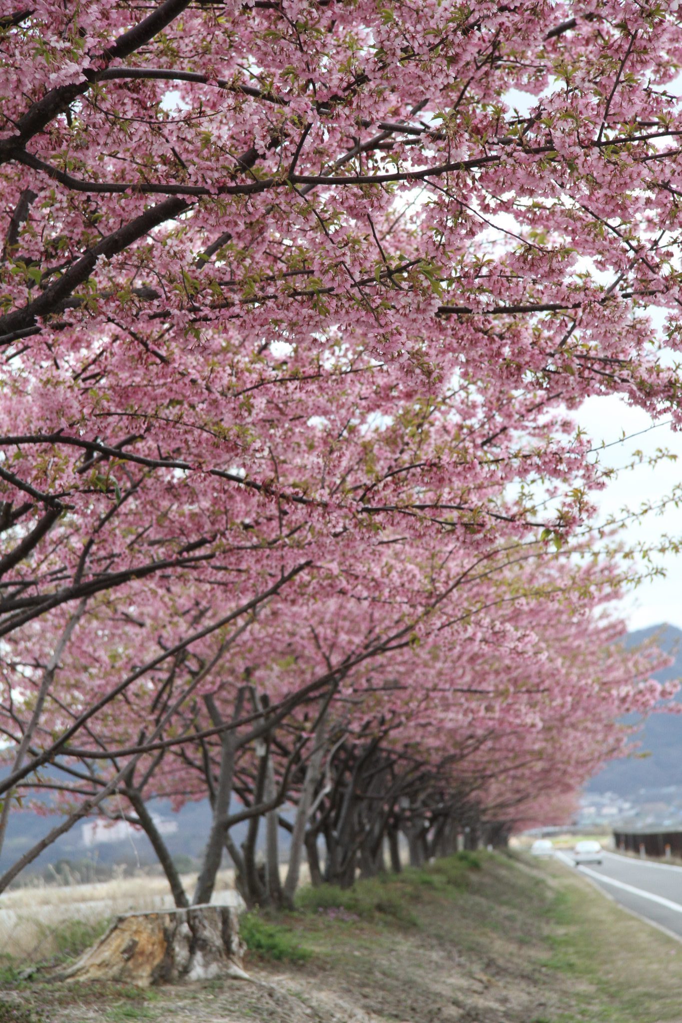 児島湖花回廊河津桜さくら開花情報 旭操学区連合町内会 サイトにようこそ