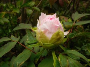 牡丹の花が咲きました 前土田町内会