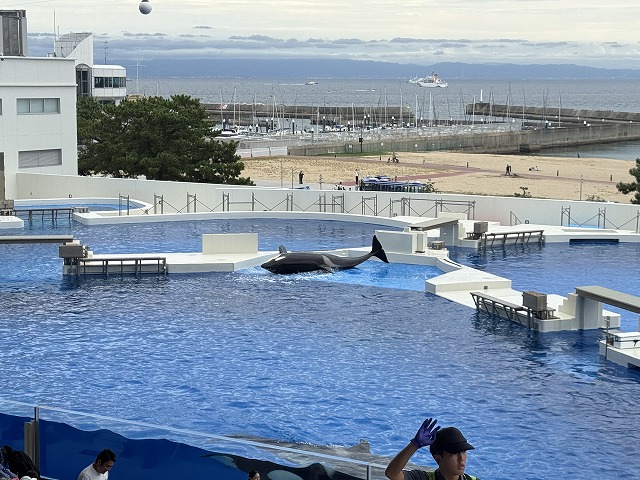 シャチのショー