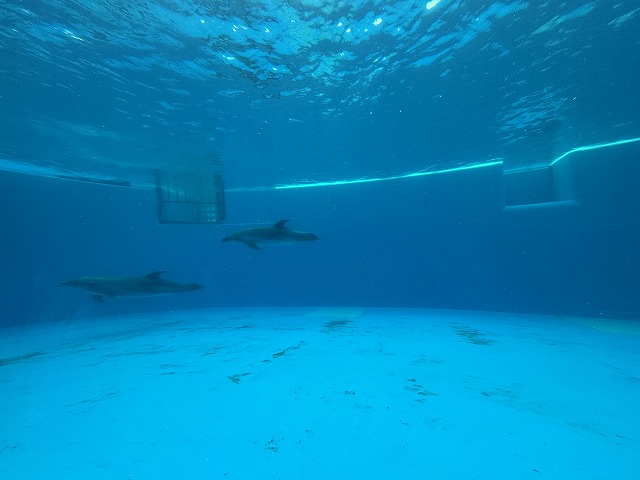 神戸須磨シーワールド
