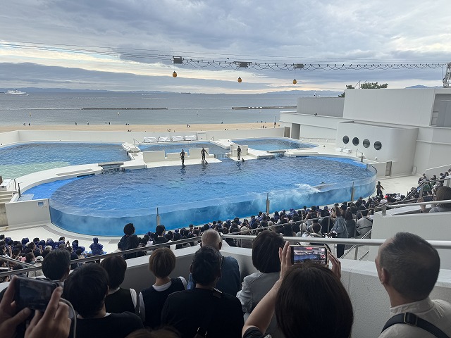 イルカのショー