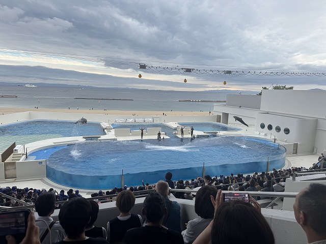 イルカのショー