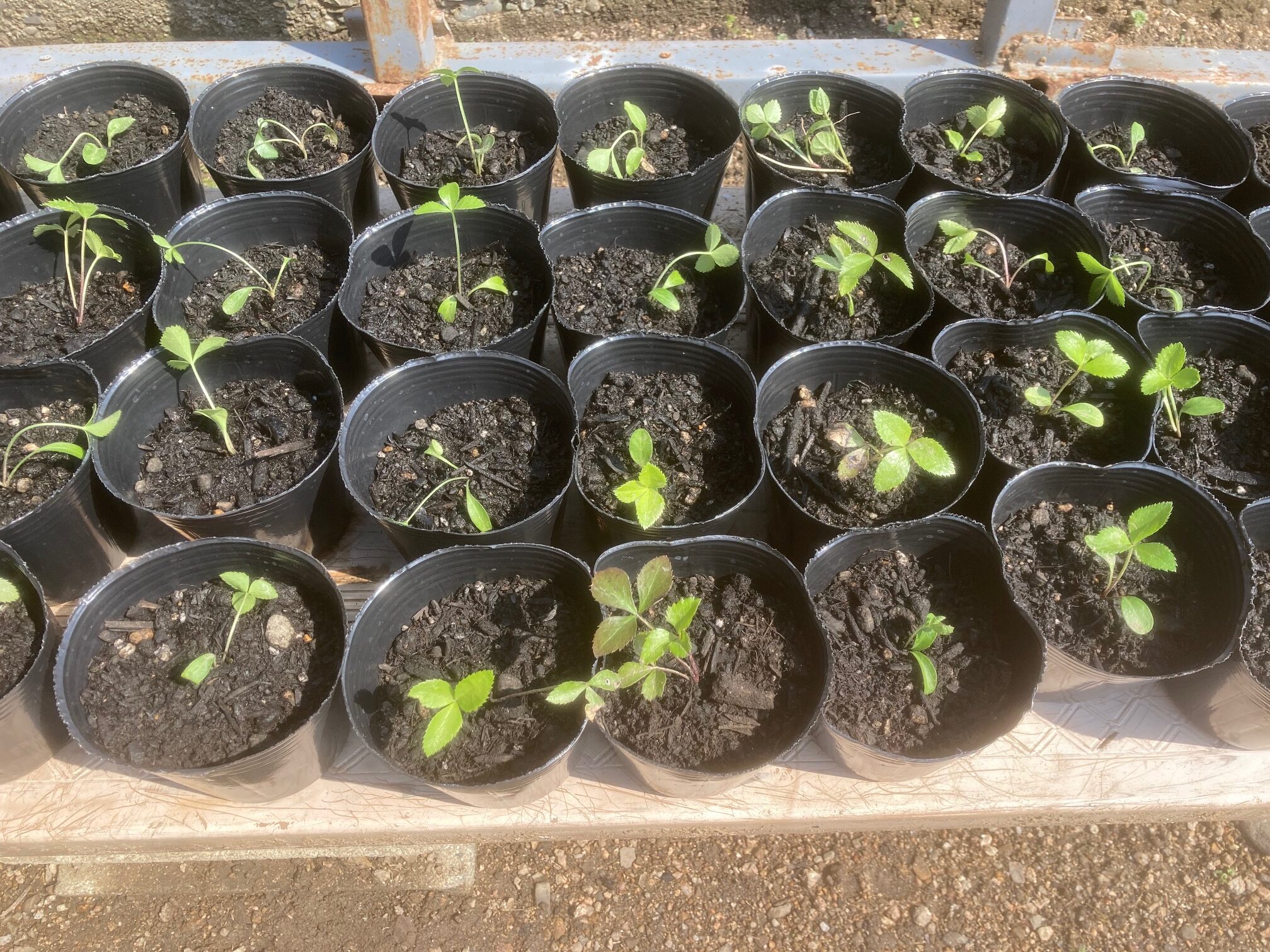 クリスマスローズの苗を植え替えました！！ | 津島福居町内会