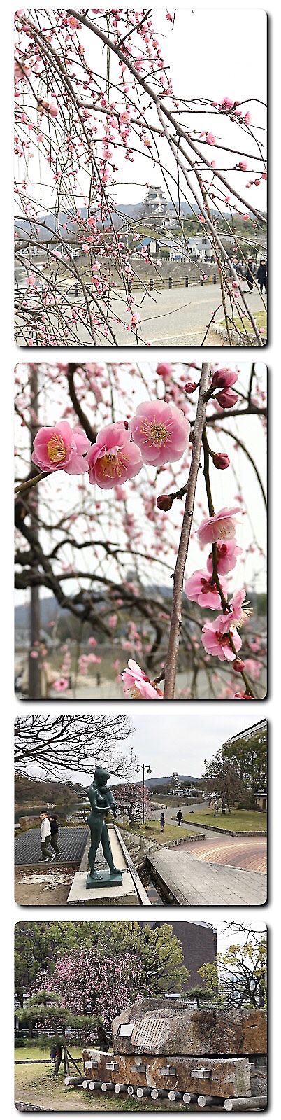 石山公園の枝垂れ梅咲きそろう