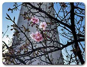 内山下水之手の河津桜