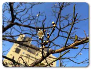 深柢ガーデンの梅