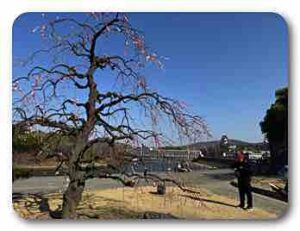 石山公園の枝垂れ梅