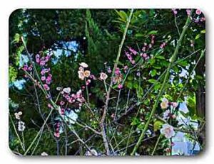 内山下小学校の梅