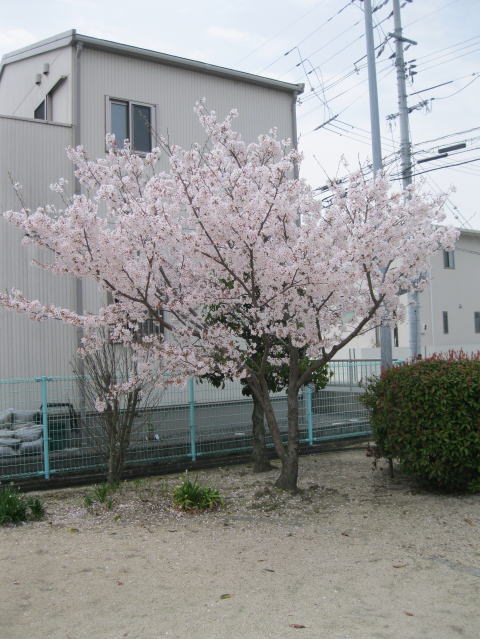 福泊公園桜