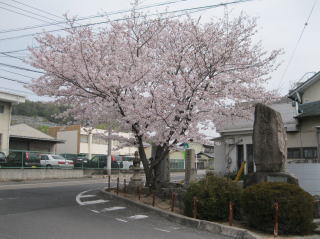 福泊バス停附近桜