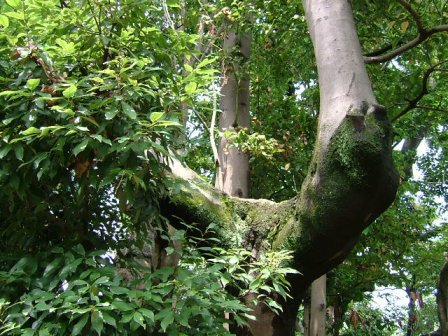 岡山後楽園植物図鑑