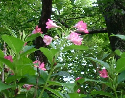 岡山後楽園植物図鑑 ハ