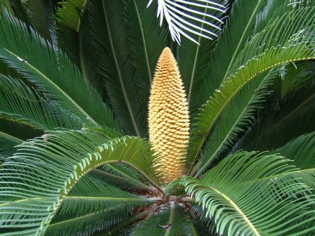 岡山後楽園植物図鑑 ソ