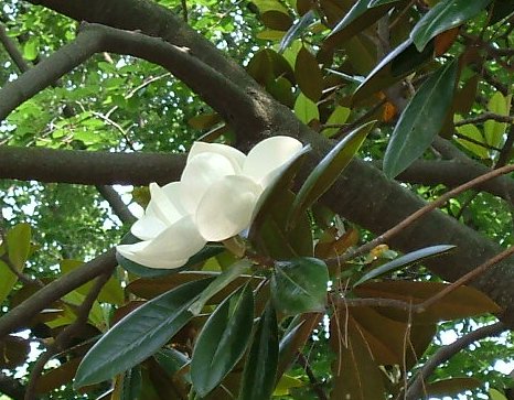 岡山後楽園植物図鑑 タ