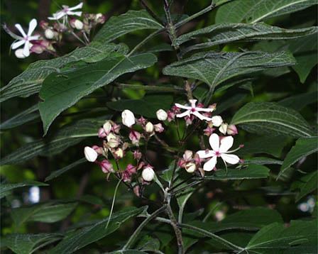 岡山後楽園植物図鑑 ヤ