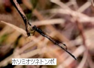 �z�\�~�C�g�g���{