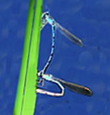 ���̗t�ɎY������z�\�~�I�c�l���g���{