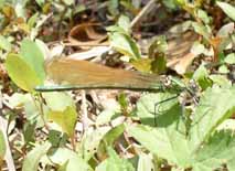 �j�V�J���g���{(��)�����Ԍ^