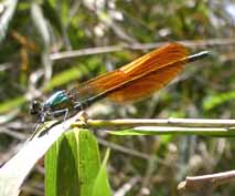 �j�V�J���g���{(��)���Z�^