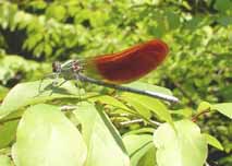 �I�I�J���g���{(��)