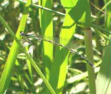 �O���o�C�g���{(��)