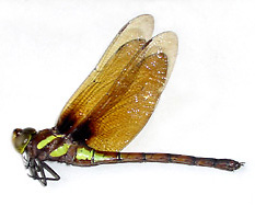 マルタンヤンマメス